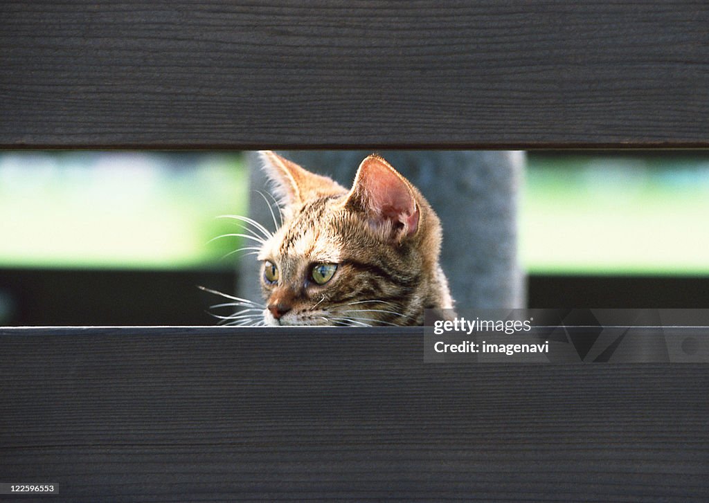 Ocicat