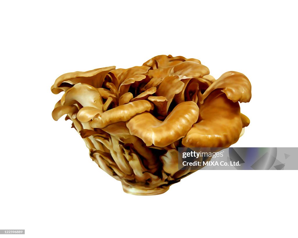 Maitake mushroom