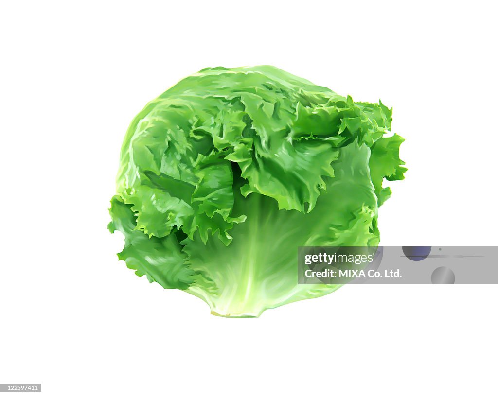 Lettuce