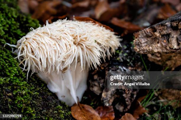 navarra in autumn. mushroom - mane stock pictures, royalty-free photos & images