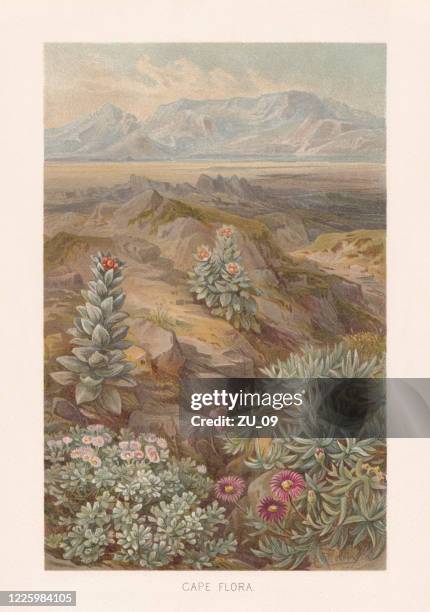 cape floristic region, south africa, chromolithograph, published in 1891 - cape town stock illustrations