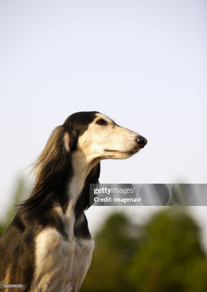 Saluki