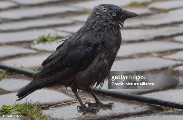 July 2020, Mecklenburg-Western Pomerania, Stralsund: A jackdaw is standing in the harbour of Stralsund with rain wet plumage. Continuous rain...