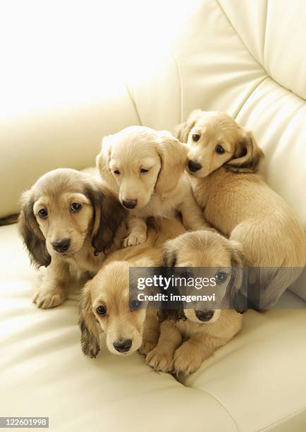 wiener puppies - five animals stock pictures, royalty-free photos & images