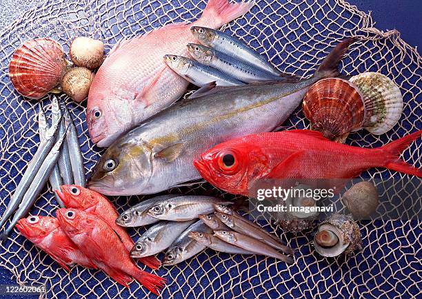 fishery products - hemiramphidae fotografías e imágenes de stock