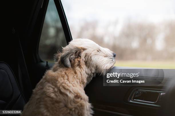 fluffy dog with his head sticking out of the open window of a car. - dog in car stock-fotos und bilder