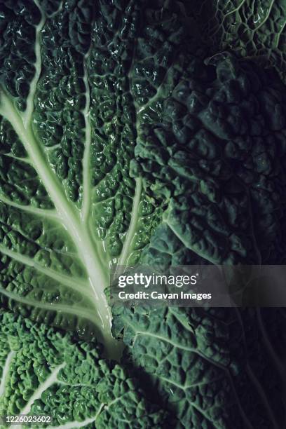 close up detail shot of savoy cabbage leaves. background and texture. - couve imagens e fotografias de stock