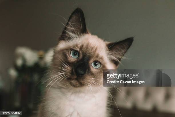 blue eyed siamese kitten sitting on table - balinesische kultur stock-fotos und bilder