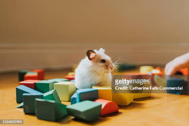 hamster and building blocks - gerbo fotografías e imágenes de stock