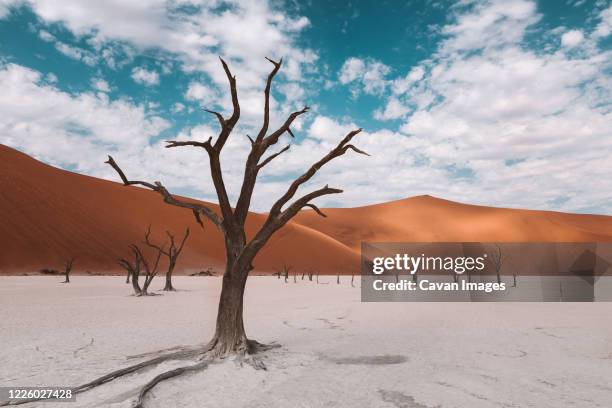skeleton trees in the namibian desert in africa - dead vlei stockfoto's en -beelden