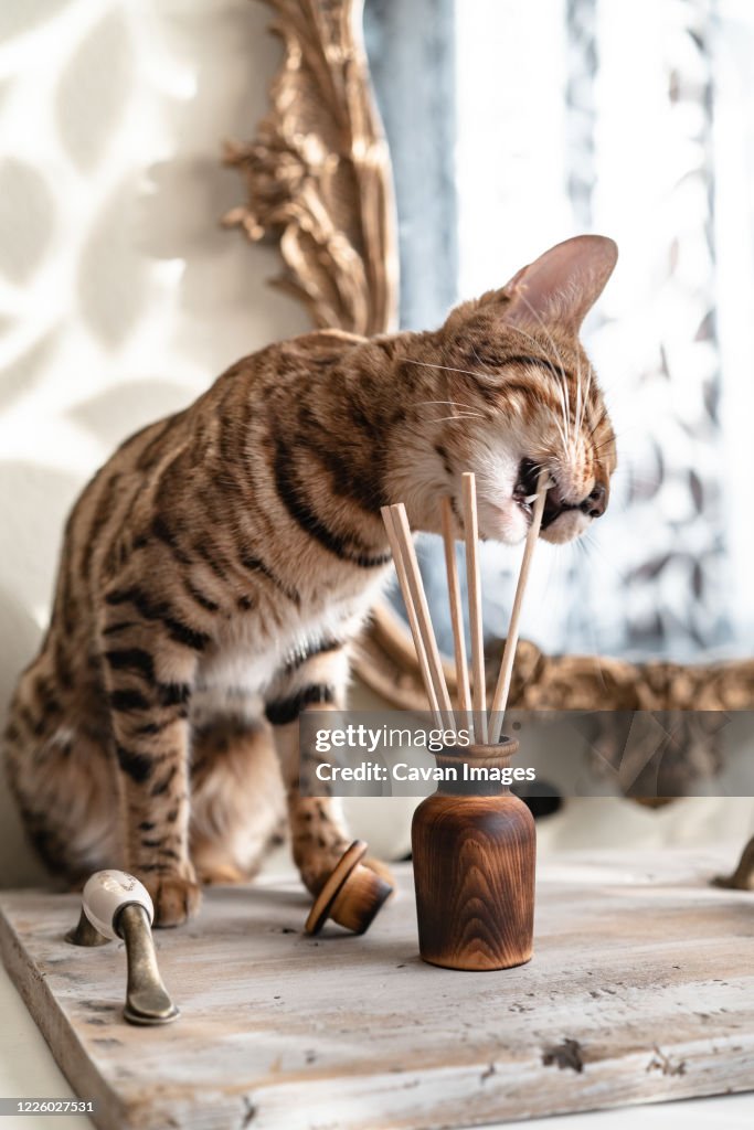 Wooden aroma diffuser with chopsticks a bengal cat is trying to eat