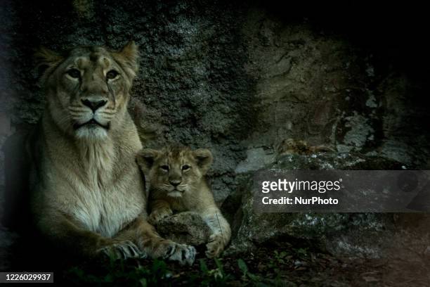 Two Asiatic lion female cubs born on April 29, 2020 play next to their mother during a presentation for the press at Rome's Bioparco Zoo, on July 10...