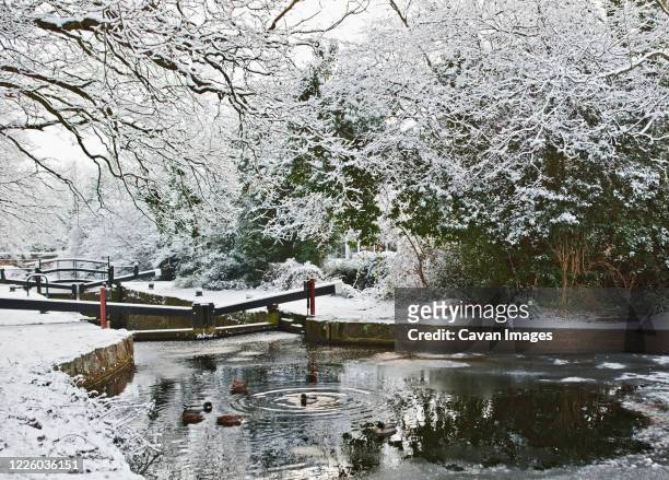 the basingstoke canal in south england during winter - surrey england stock pictures, royalty-free photos & images
