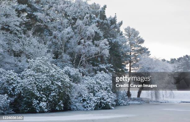 frozen forest in south england - surrey england stock pictures, royalty-free photos & images