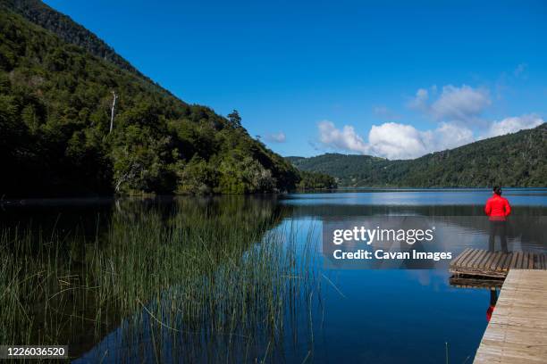 woman admiring still lake at the chilean lake district - pucon stockfoto's en -beelden