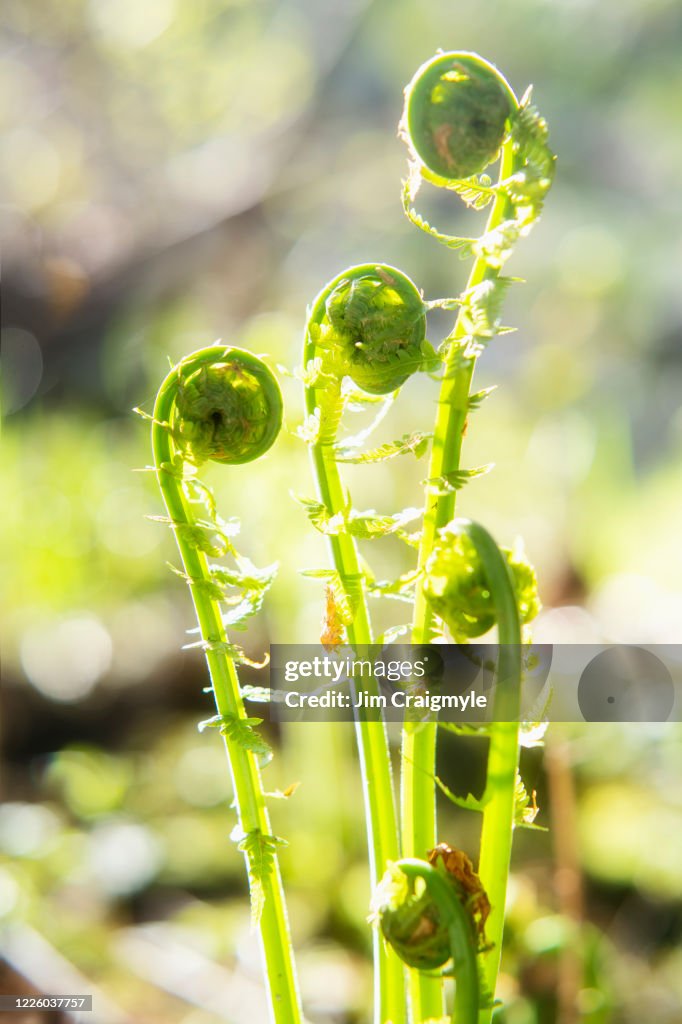 Fiddleheads