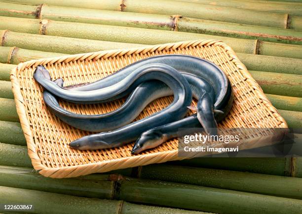 eel - slime eel stock pictures, royalty-free photos & images