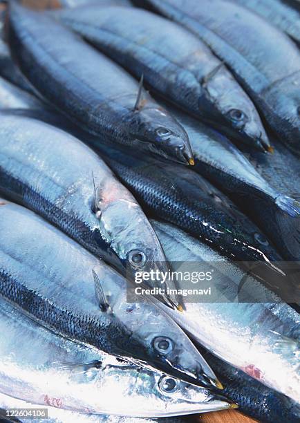 saury - saury stock pictures, royalty-free photos & images