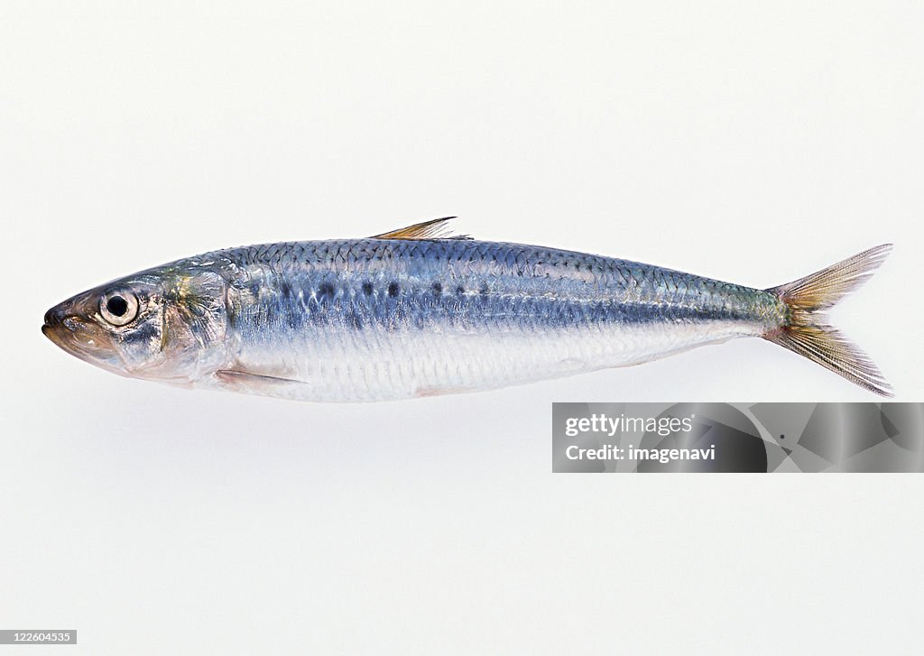 Sardine