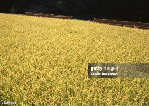 Rice View Rice Farm Top View Photos and Premium High Res Pictures - Getty Images