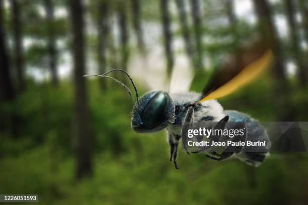 blue calamintha bee in flight - calamintha stock pictures, royalty-free photos & images