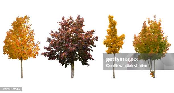 trees of various colors isolated on white background. - autumn tree stock pictures, royalty-free photos & images