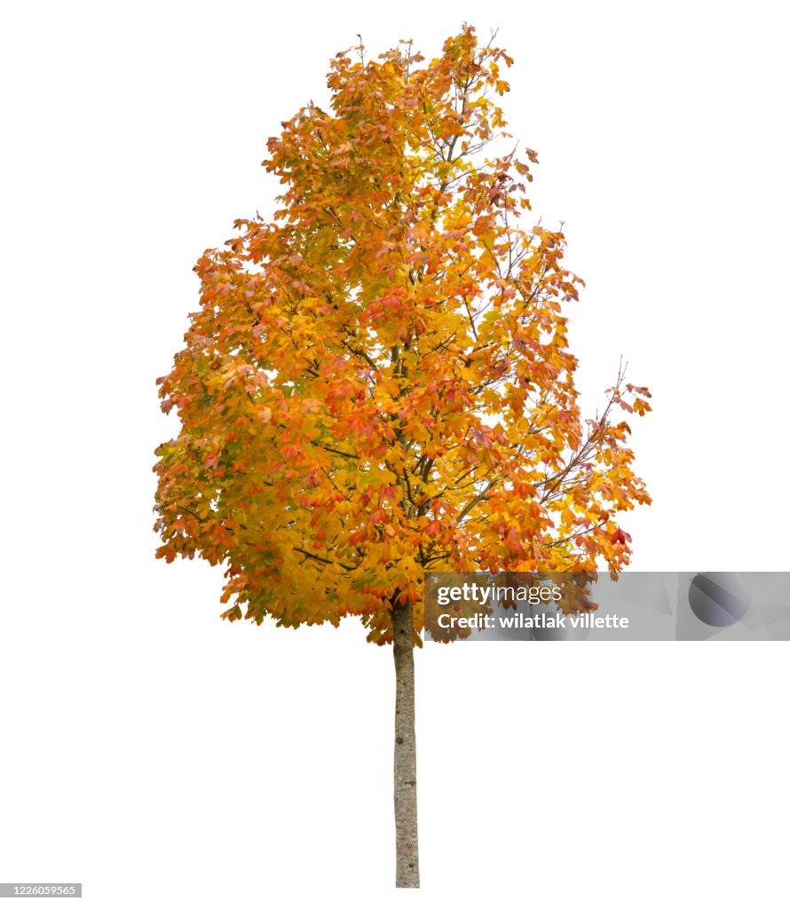 Autumn isolated on white background. Yellow red green leaves. Nature object