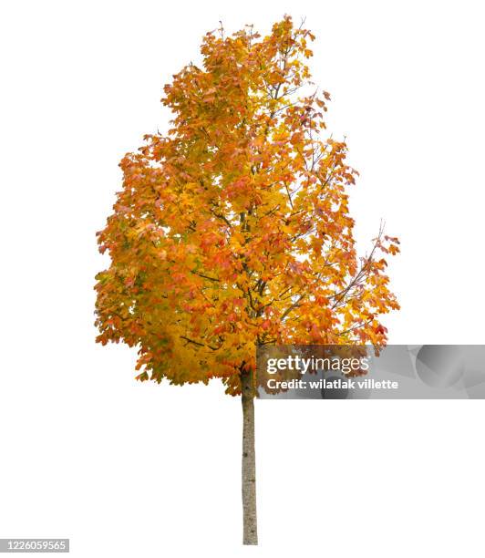 autumn isolated on white background. yellow red green leaves. nature object - maple stock pictures, royalty-free photos & images