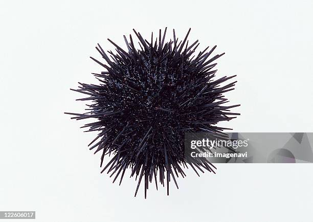 sea urchin - sea urchin stockfoto's en -beelden