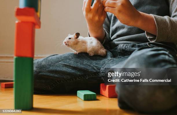 hamster on lap and building blocks - gerbo fotografías e imágenes de stock