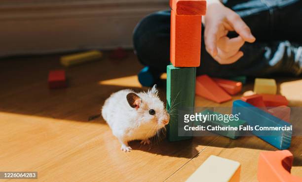 hamster peeking around building blocks - gerbo fotografías e imágenes de stock