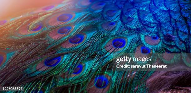 peacock feathers blue purple dot pattern blue background - purple peacock feather stock pictures, royalty-free photos & images