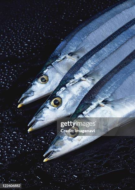 saury - saury stock pictures, royalty-free photos & images