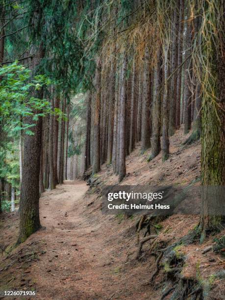 romantic footpath in the thuringian forest - luisenthal stock pictures, royalty-free photos & images