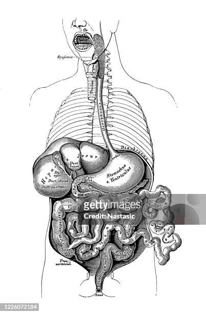 menschliche innere organe, verdauungssystem - dickdarm verdauungstrakt stock-grafiken, -clipart, -cartoons und -symbole