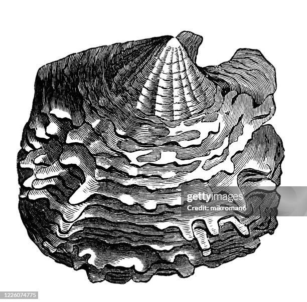 old engraved illustration of pearl oyster - mollusca and echinodermata - sea life illustration stock pictures, royalty-free photos & images