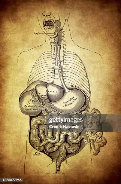 ilustrações, clipart, desenhos animados e ícones de órgãos internos humanos, sistema digestivo - intestino delgado