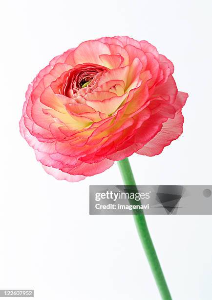 High Res Ranunculus 4,402 Ranunculus Stem Stock Photos, High-Res Pictures, and Images ...