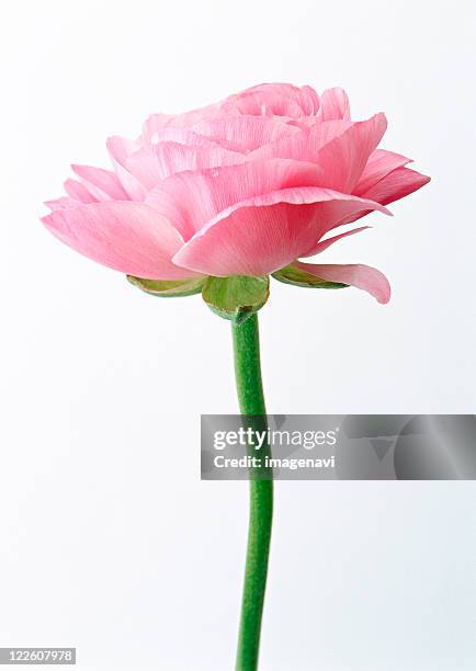 High Res Ranunculus Ranunculus Stem Photos and Premium High Res Pictures - Getty Images