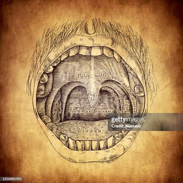 frontal view of the opened mouth cavity. - frontaal stock illustrations