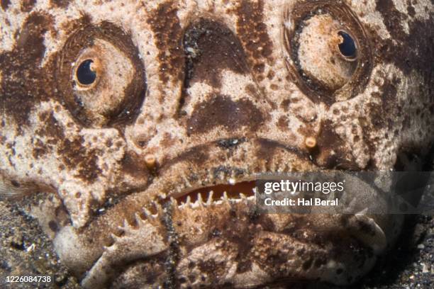 whitemargin stargazer buried in the sand close-up - stargazer fish stock pictures, royalty-free photos & images
