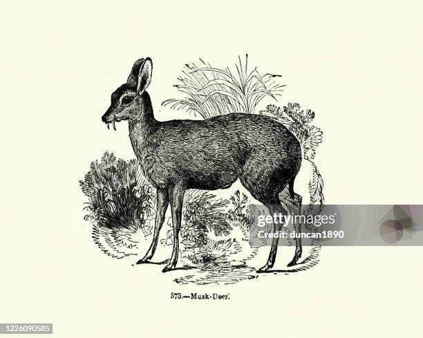 musk deer, old woodcut illustration - musk deer stock illustrations