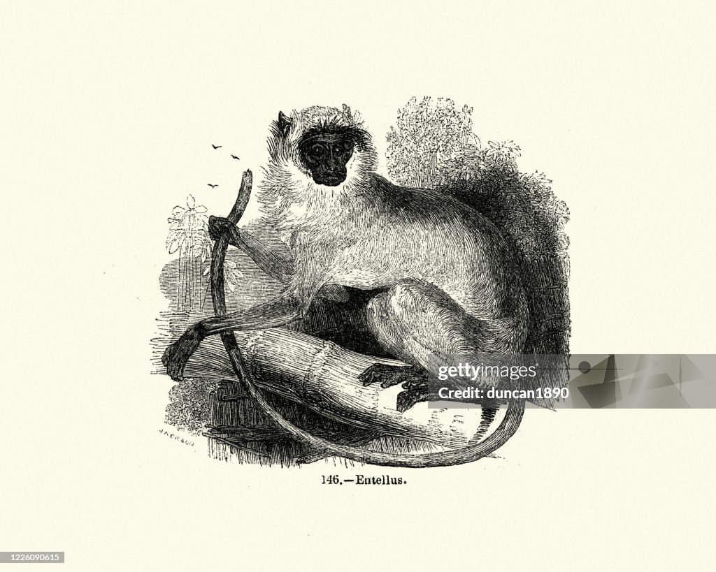 Northern plains gray langur (Semnopithecus entellus),