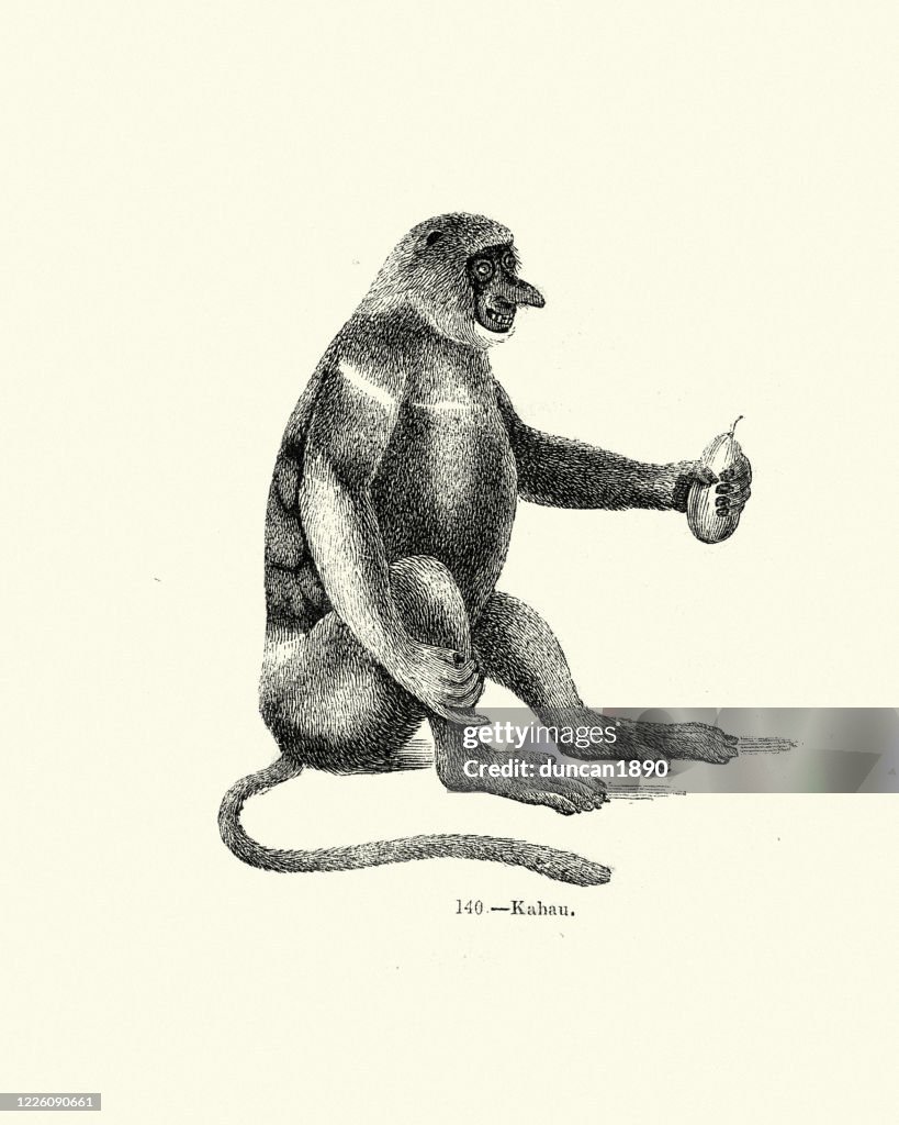 Proboscis monkey (Nasalis larvatus)