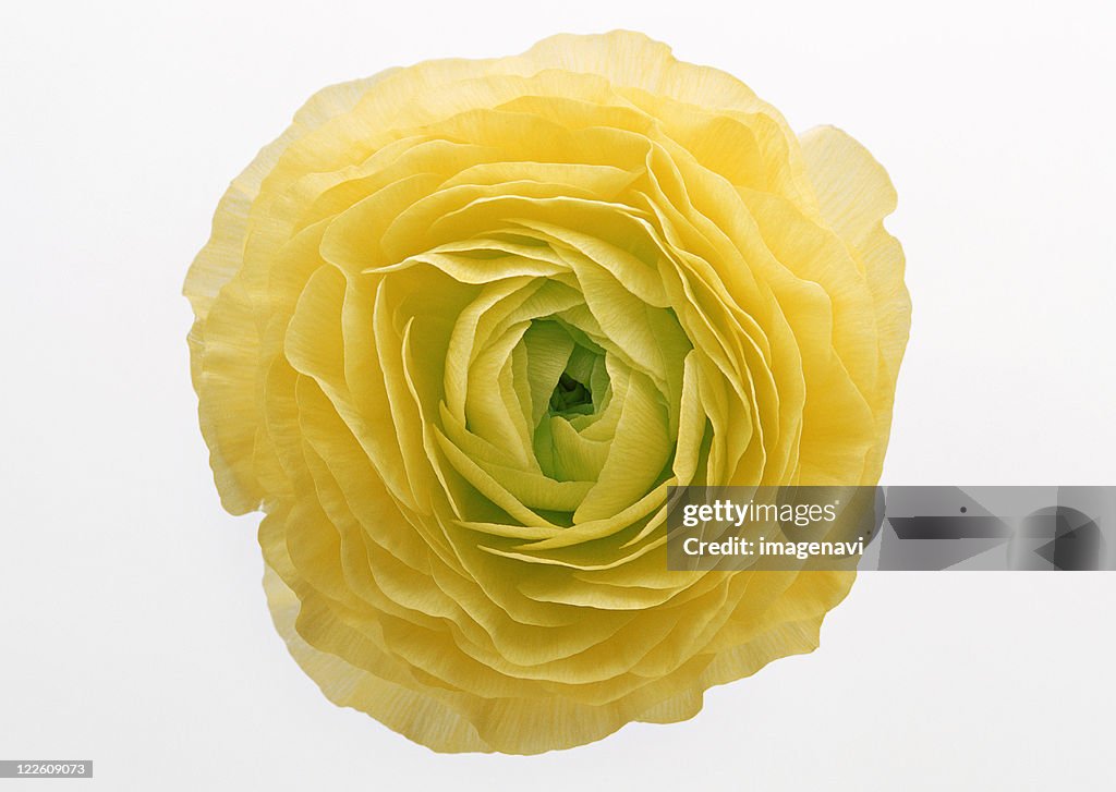 High Res Ranunculus Ranunculus High-Res Stock Photo - Getty Images