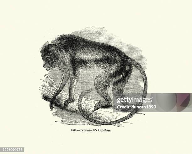 temminck's red colobus (piliocolobus basius temminckii) - black and white colobus stock illustrations