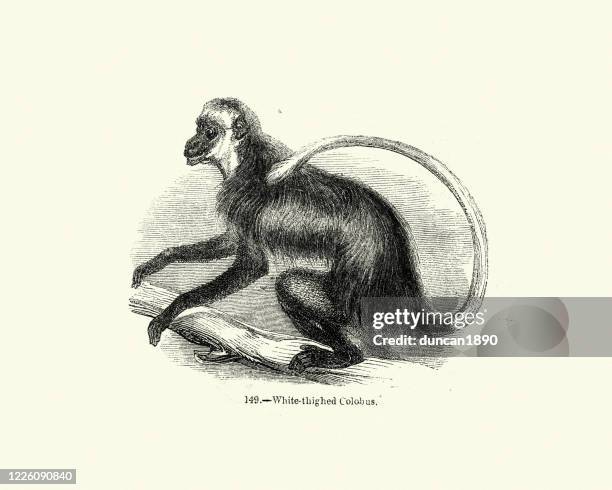 ursine colobus (colobus vellerosus, white-thighed colobus) - black and white colobus stock illustrations