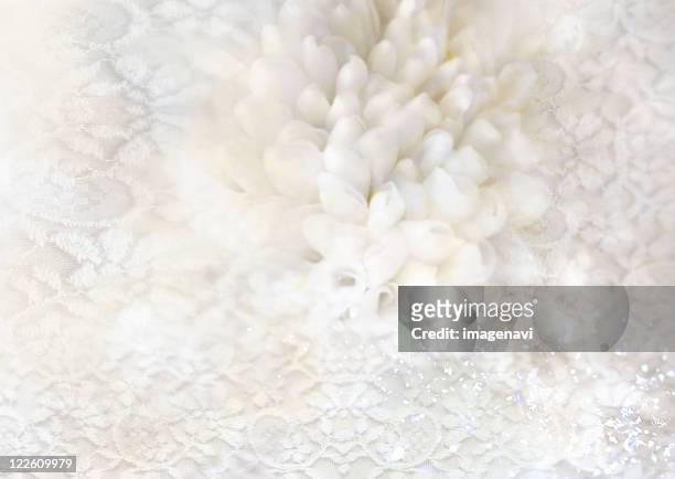 wedding - chrysanthemum lace stock pictures, royalty-free photos & images