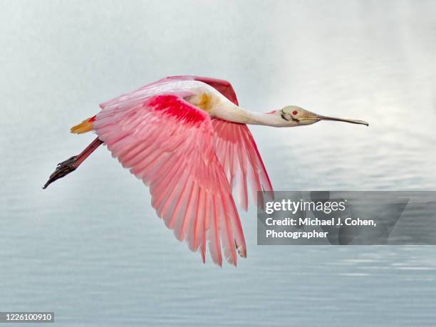 roseate spoonbill over high-key water - spoonbill stock pictures, royalty-free photos & images