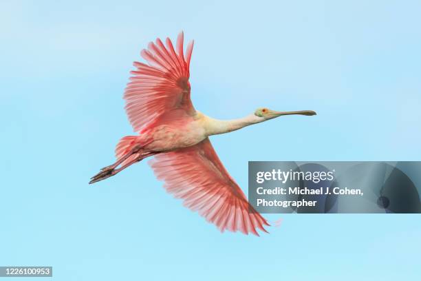 roseate spoonbill flying in a pale blue sky - oiseau tropical photos et images de collection